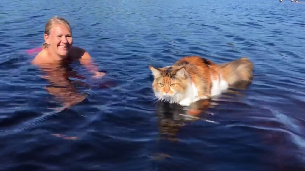 Maine Coon in Water