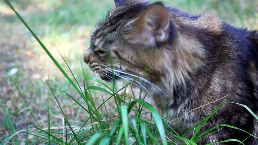 Maine coon eating grass