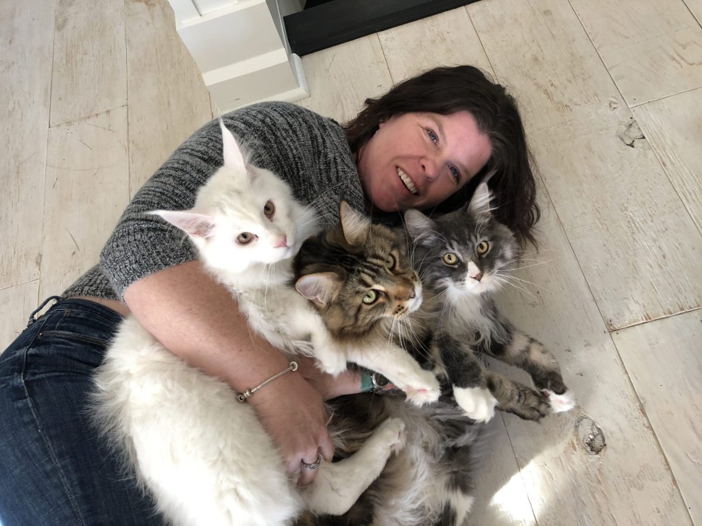 Maine Coon playing with  family