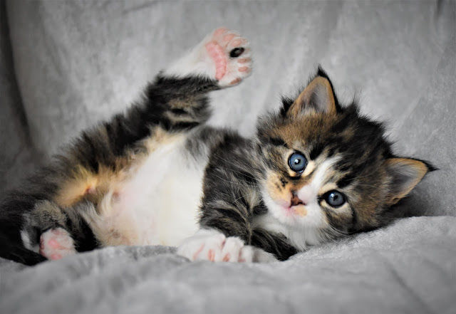 Polydactyl Maine Coon