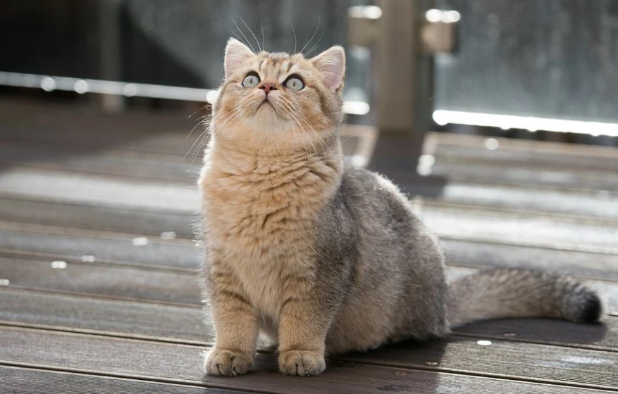 Can British Shorthair Cats Drink Milk? Kitten Looking Up