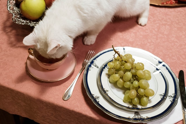 What Do British Shorthairs Eat? Cat eating on table