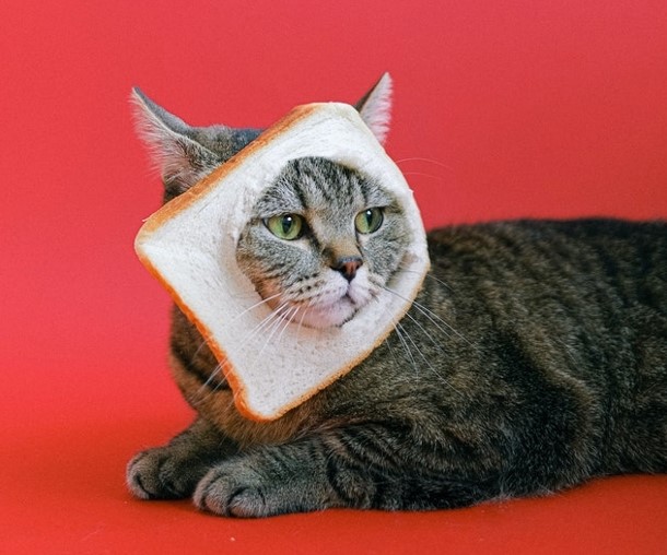 What Do British Shorthairs Eat? Cat with bread on head