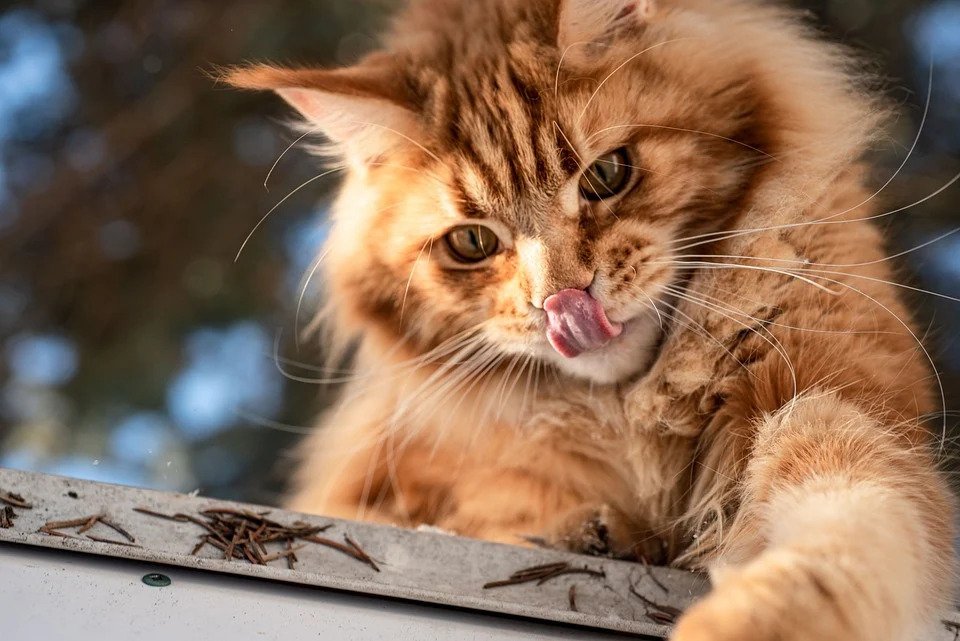 Maine Coon licking lips