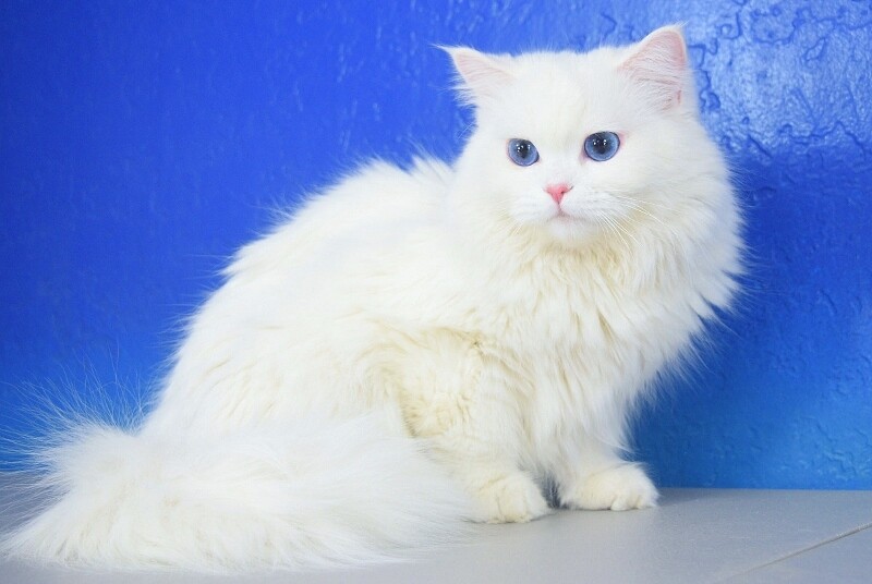 Ragamuffin Cat Cost: White Ragamuffin