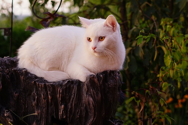 British Shorthair Cat Cost: White BSH