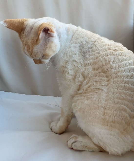 Are Devon Rex Cats Hypoallergenic: Devon Coat Hair